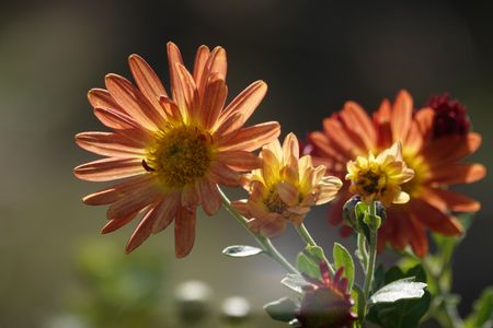 ‥華を楽しもう～寒さの中で・語り合う・・・