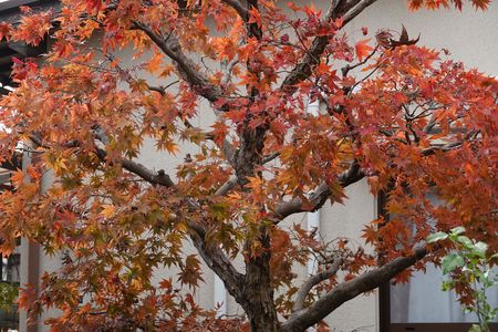 ・・華を楽しもう～モミジ全体像