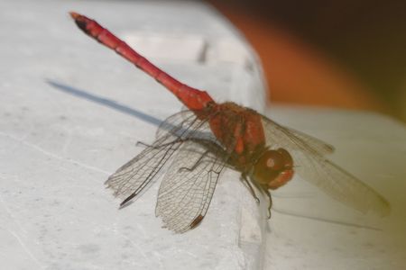 ・・ひなたぼっこ・・みんなで一緒に温もろう・・