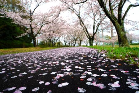 公園の桜道