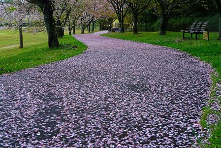 落花の桜道