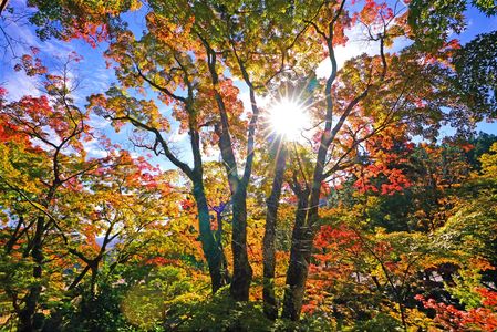 大窪寺の紅葉