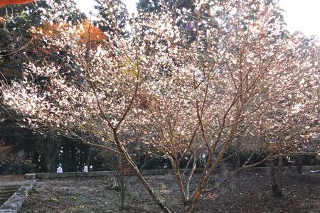 箸蔵寺の寒桜