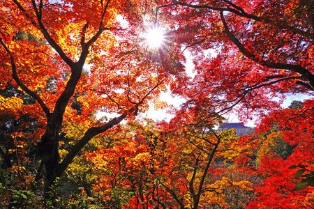 裏参道の紅葉