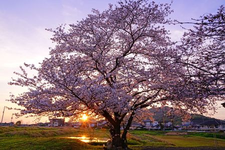 日没時の桜