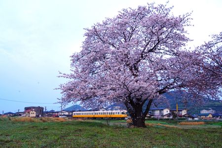 夜明け時の桜