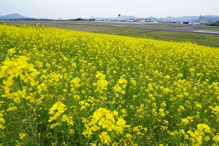 菜の花の高松空港