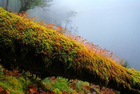 苔と霧の池の畔