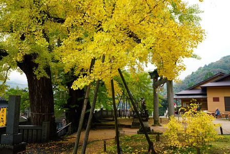 岩部八幡の大銀杏