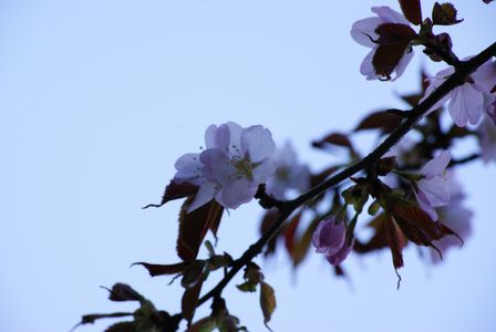 桜３(小樽)