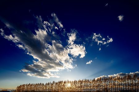 夕暮れの防風林