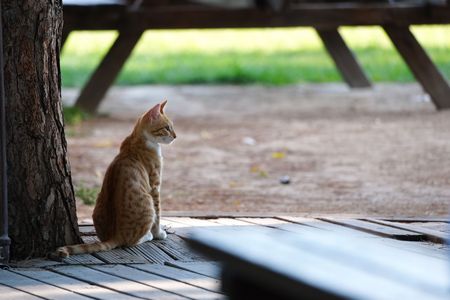 トルコの猫ちゃん