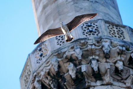 トルコで鳥さん