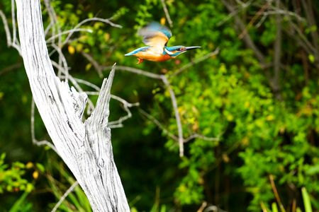 公園の子鳥さん達