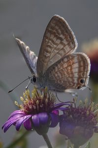 ガンバレ!!　シジミ蝶