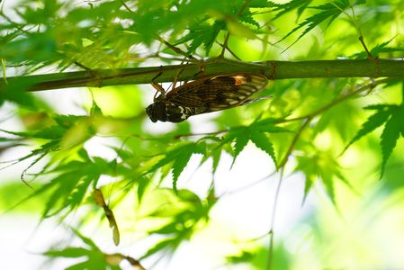 セミも避暑する夏模様