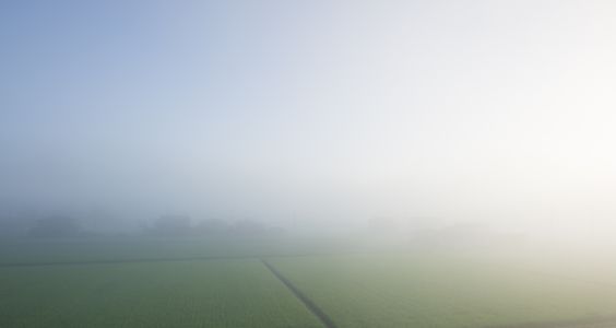 朝霧の野