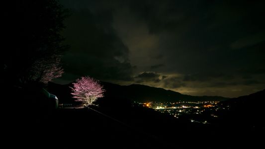 夜桜と町の灯