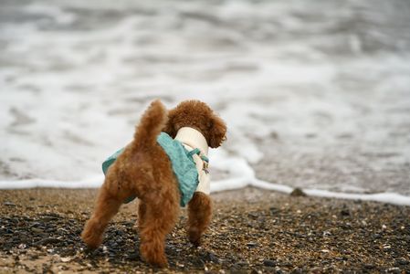 はじめての海