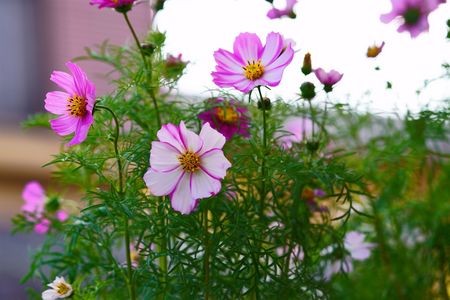 我が家の庭にてラスト　秋桜