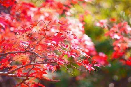 ぶらり散歩　奈良公園　紅葉と鹿　Ⅲ