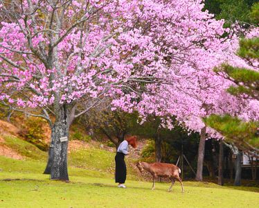 ブラリ散歩　奈良公園