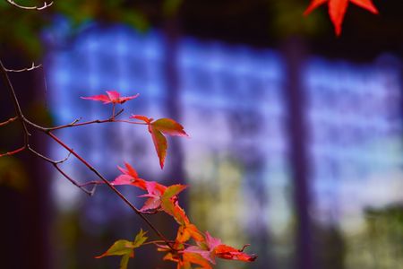 何時もの散歩道　乃木神社　少し秋の兆しが