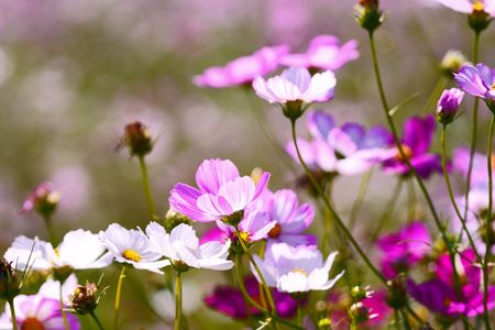 藤原宮跡　コスモス