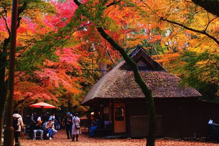 ぶらり散歩　奈良公園　水谷茶屋紅葉