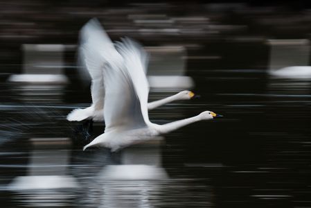仲間の間を走り抜ける
