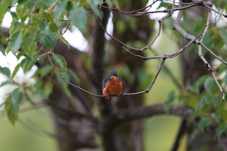 可愛いカワセミ