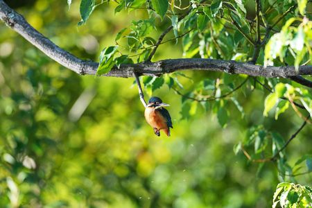 カワセミ止まり木で一休み