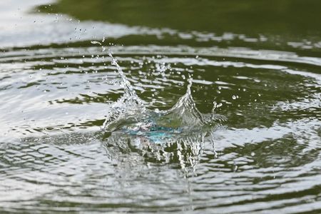 カワセミダイブNo1-3