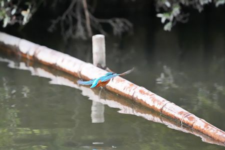 カワセミ追いかけてNo9-13