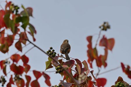 声掛けで振り向いたモズ