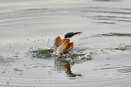 カワセミダイブ