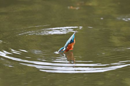 カワセミダイブの瞬間