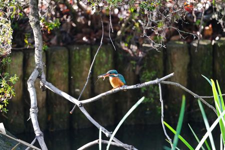 カワセミエビの踊り食い