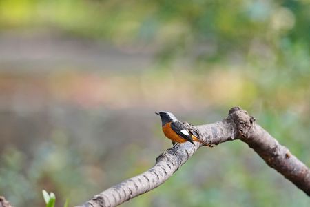 いつもの場所で野鳥三種