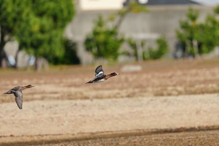河口の野鳥の飛翔野鳥2