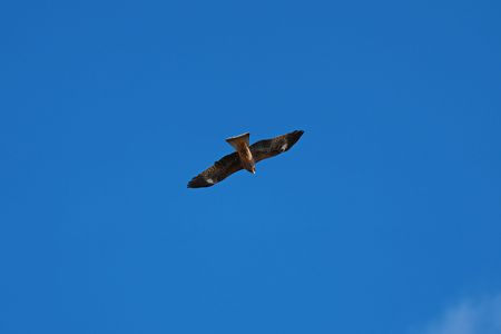 河口にトビ、へり、ハクセキレイ