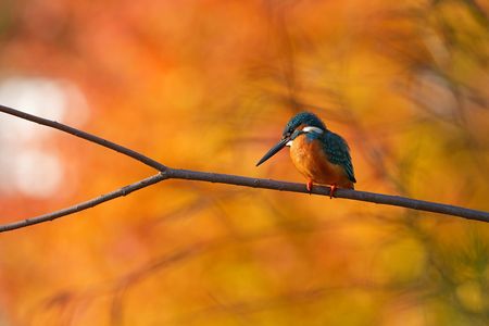 カワセミモデル