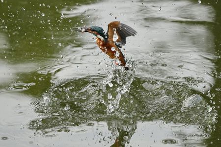 カワセミのダイブ