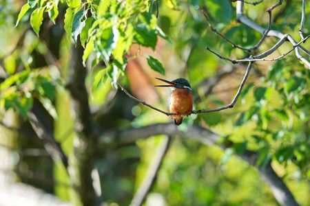 カワセミの囀り