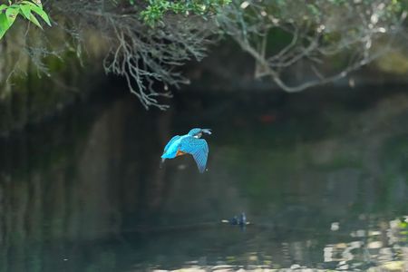 カワセミ更に追いかけてNo12-16