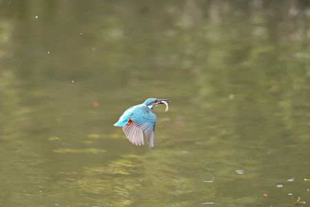 カワセミ餌ゲット後の飛翔