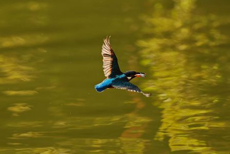 カワセミの飛翔