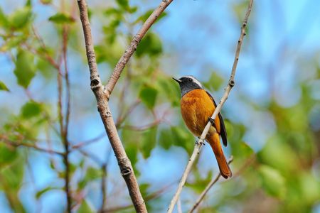 可愛いジョビ君とカワ子ちゃん