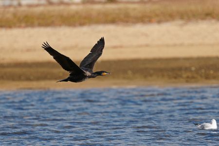 河口の野鳥の飛翔
