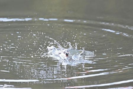 カワセミダイブ
